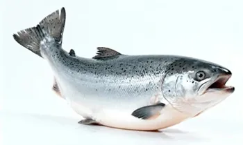 Ramazan'da Kelkit'in Sofralarında Balık Rüzgarı: En Çok Somon Tercih Edildi! Fiyatlar 300-500 TL Arasında