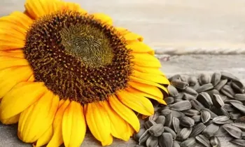 Kelkit’te Çiftçinin Yüzünü Güldürecek Hamle: Ay Çekirdeği Dönemi Başlıyor!